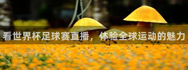  看世界杯足球赛直播，体验全球运动的魅力