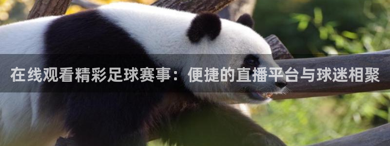  在线观看精彩足球赛事：便捷的直播平台与球迷相聚