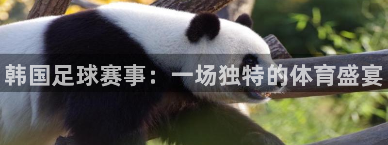 韩国足球赛事：一场独特的体育盛宴